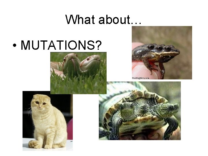 What about… • MUTATIONS? 