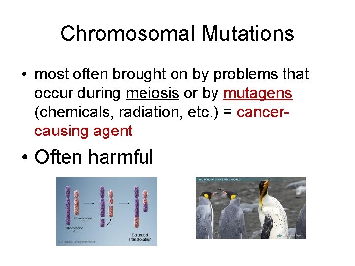 Chromosomal Mutations • most often brought on by problems that occur during meiosis or