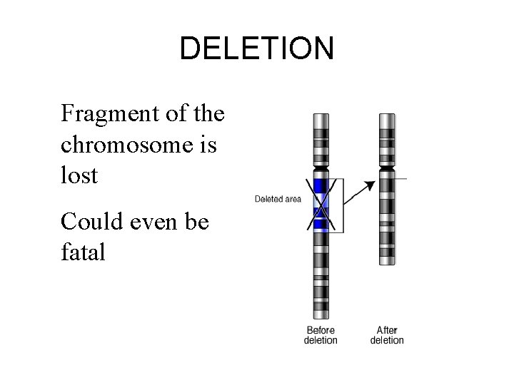 DELETION Fragment of the chromosome is lost Could even be fatal 