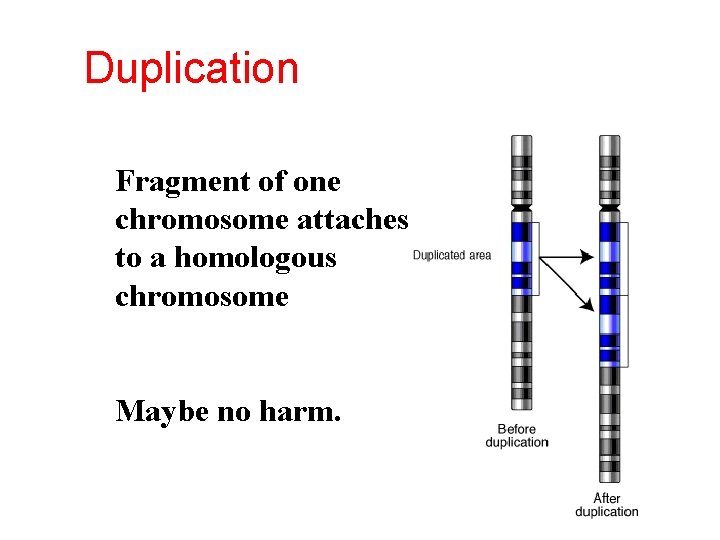 Duplication Fragment of one chromosome attaches to a homologous chromosome Maybe no harm. 