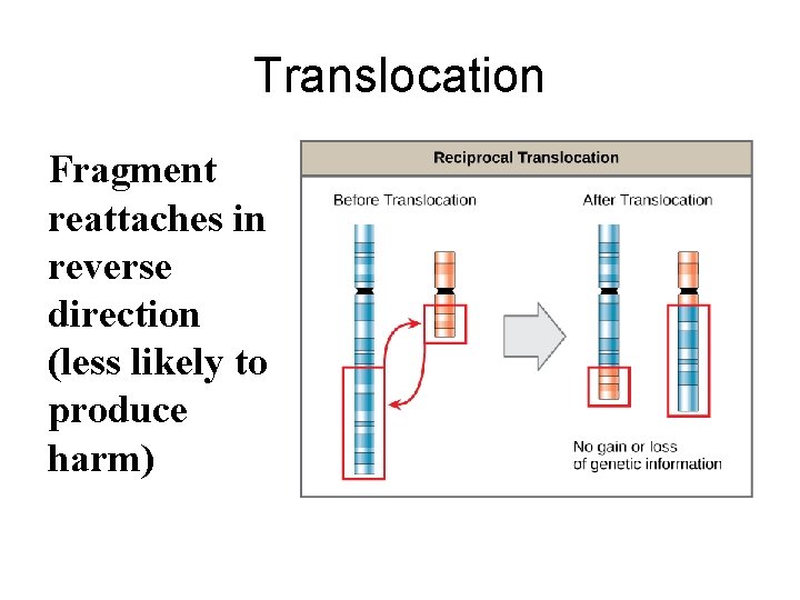 Translocation Fragment reattaches in reverse direction (less likely to produce harm) 