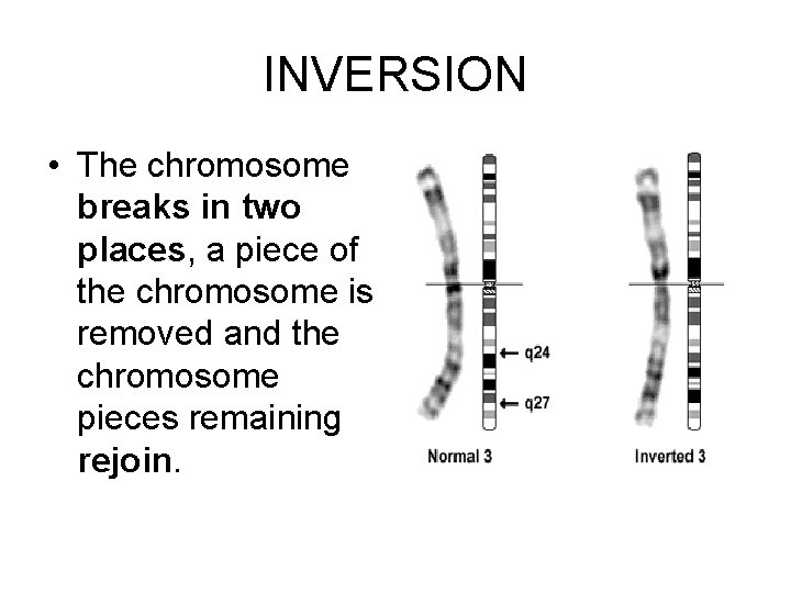 INVERSION • The chromosome breaks in two places, a piece of the chromosome is