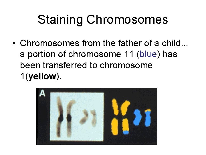 Staining Chromosomes • Chromosomes from the father of a child. . . a portion