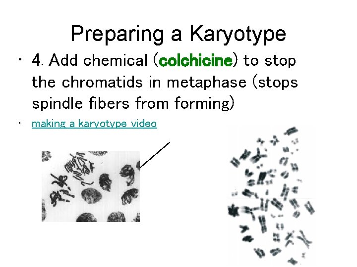 Preparing a Karyotype • 4. Add chemical (colchicine) to stop the chromatids in metaphase