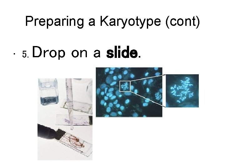 Preparing a Karyotype (cont) • 5. Drop on a slide. 