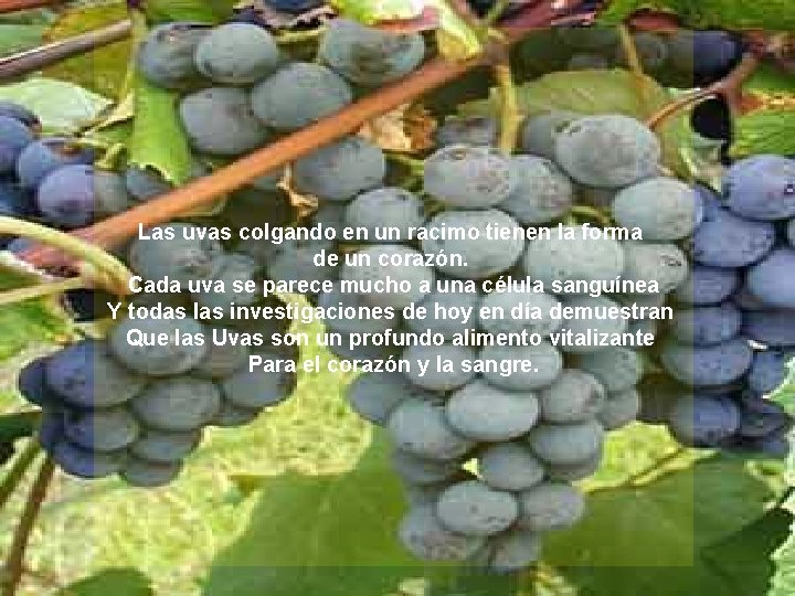 Las uvas colgando en un racimo tienen la forma de un corazón. Cada uva