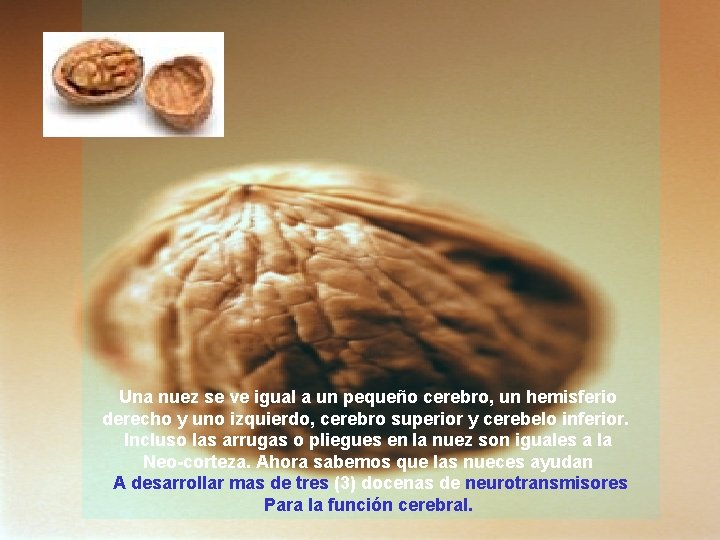 Una nuez se ve igual a un pequeño cerebro, un hemisferio derecho y uno