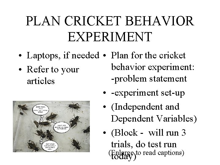 PLAN CRICKET BEHAVIOR EXPERIMENT • Laptops, if needed • Plan for the cricket behavior