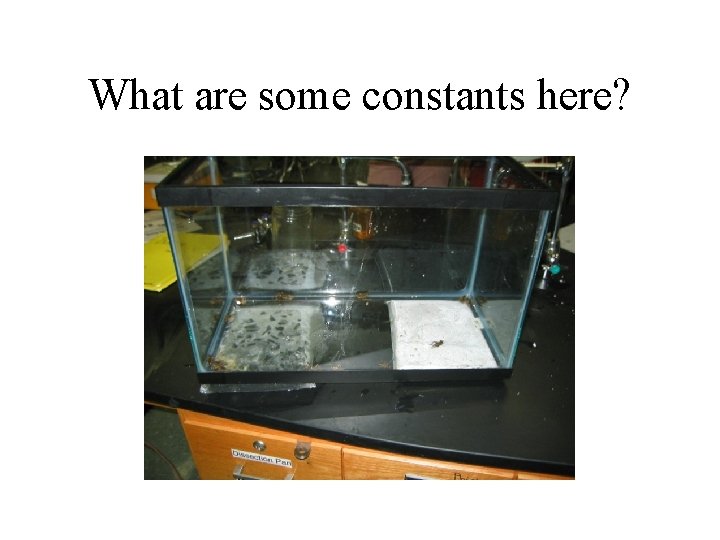 What are some constants here? 