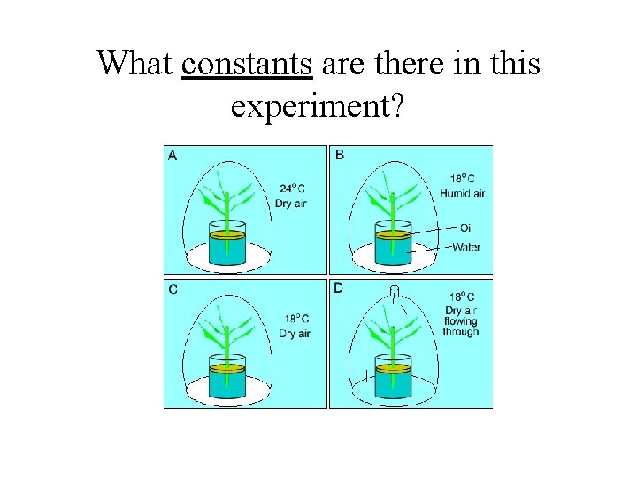 What constants are there in this experiment? 