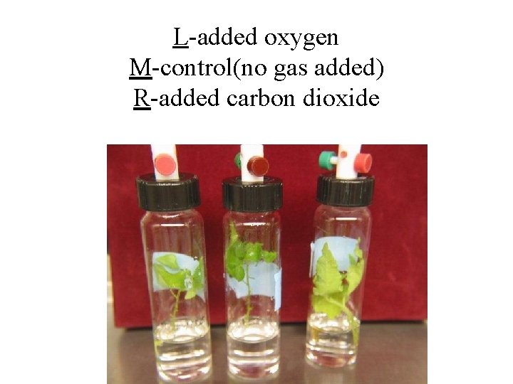 L-added oxygen M-control(no gas added) R-added carbon dioxide 