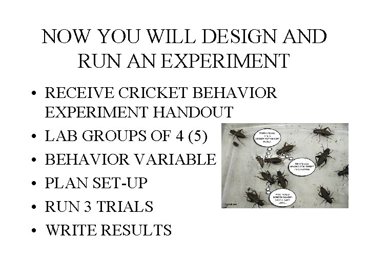 NOW YOU WILL DESIGN AND RUN AN EXPERIMENT • RECEIVE CRICKET BEHAVIOR EXPERIMENT HANDOUT