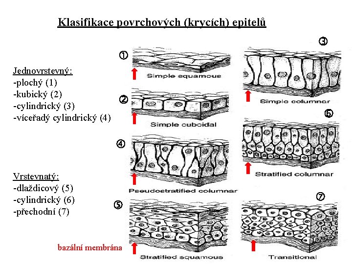 Klasifikace povrchových (krycích) epitelů Jednovrstevný: -plochý (1) -kubický (2) -cylindrický (3) -víceřadý cylindrický (4)