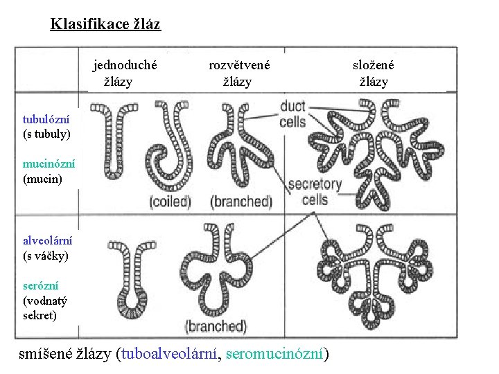 Klasifikace žláz jednoduché žlázy rozvětvené žlázy tubulózní (s tubuly) mucinózní (mucin) alveolární (s váčky)