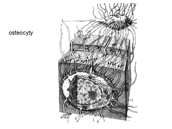 osteocyty 