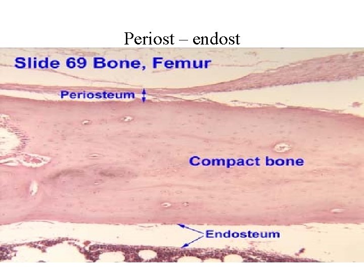 Periost – endost 