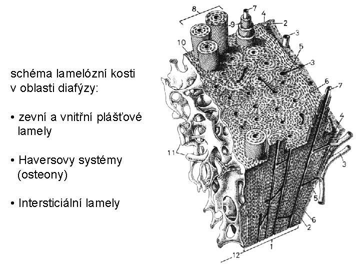 schéma lamelózní kosti v oblasti diafýzy: • zevní a vnitřní plášťové lamely • Haversovy