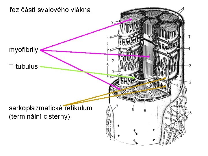 řez částí svalového vlákna myofibrily T-tubulus sarkoplazmatické retikulum (terminální cisterny) 