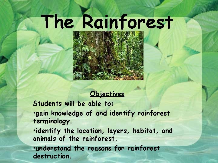 The Rainforest Objectives Students will be able to: • gain knowledge of and identify