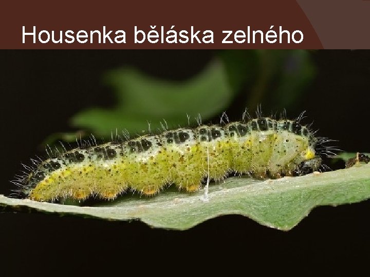 Housenka běláska zelného 