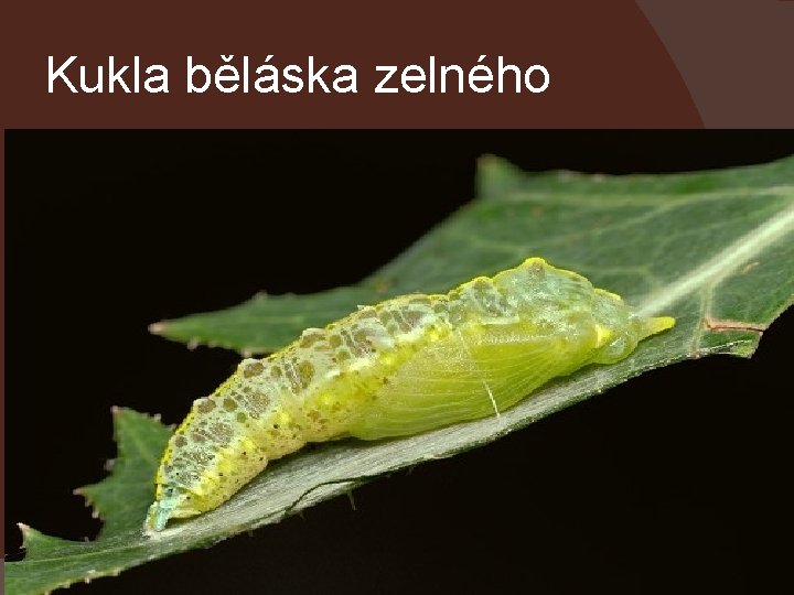 Kukla běláska zelného 