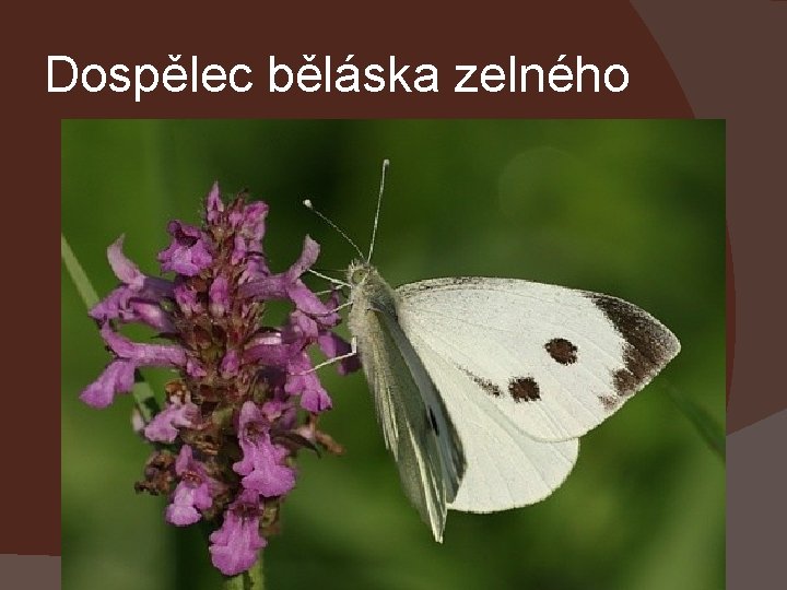 Dospělec běláska zelného 