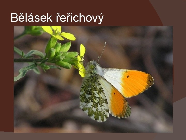 Bělásek řeřichový 