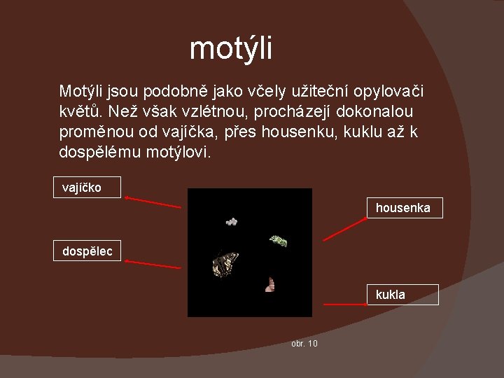 motýli Motýli jsou podobně jako včely užiteční opylovači květů. Než však vzlétnou, procházejí dokonalou