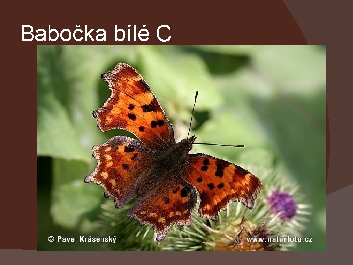 Babočka bílé C 