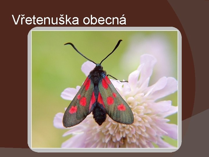 Vřetenuška obecná 