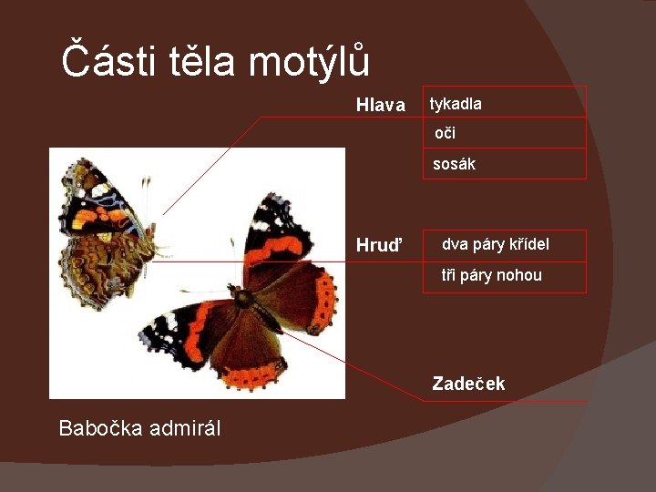 Části těla motýlů Hlava tykadla oči sosák Hruď dva páry křídel tři páry nohou