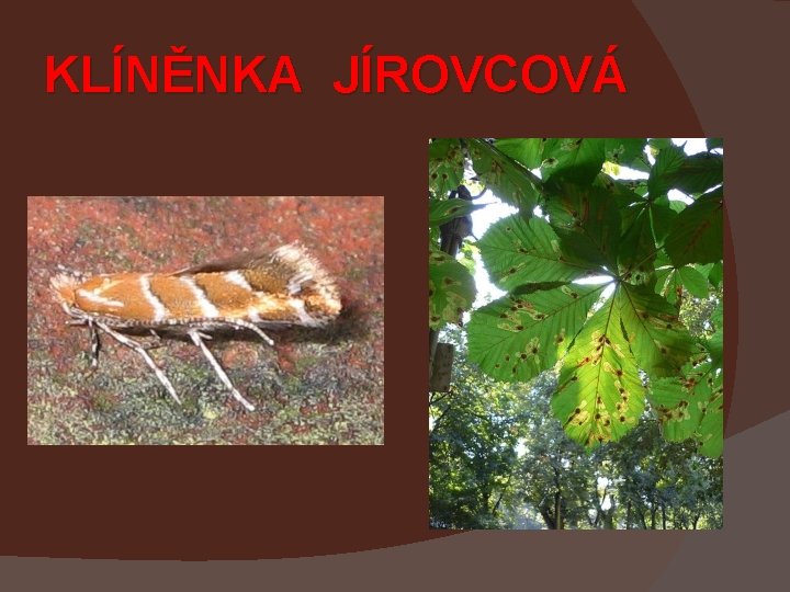 KLÍNĚNKA JÍROVCOVÁ 