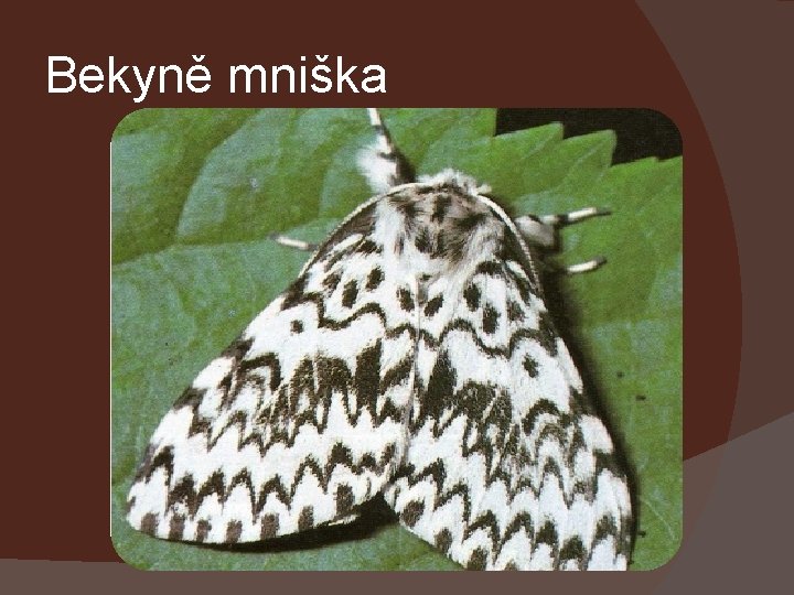 Bekyně mniška 