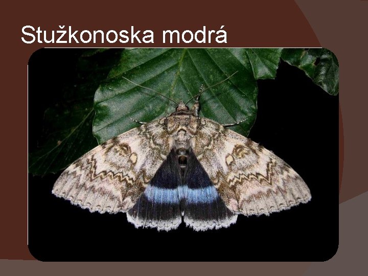 Stužkonoska modrá 