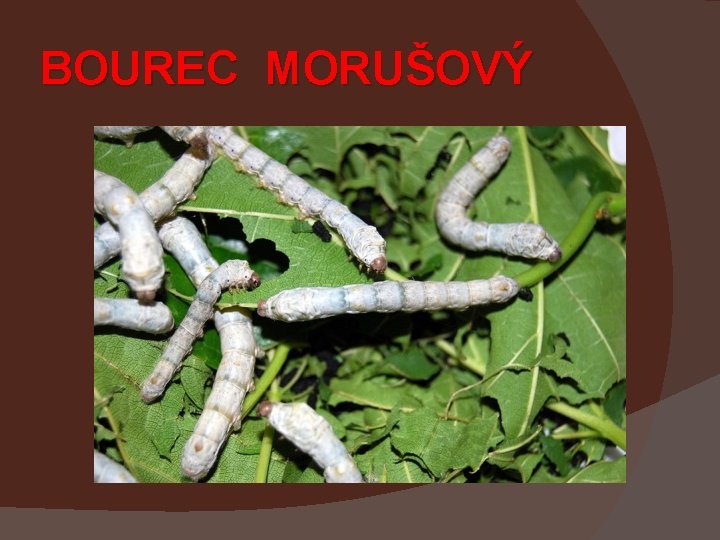 BOUREC MORUŠOVÝ 