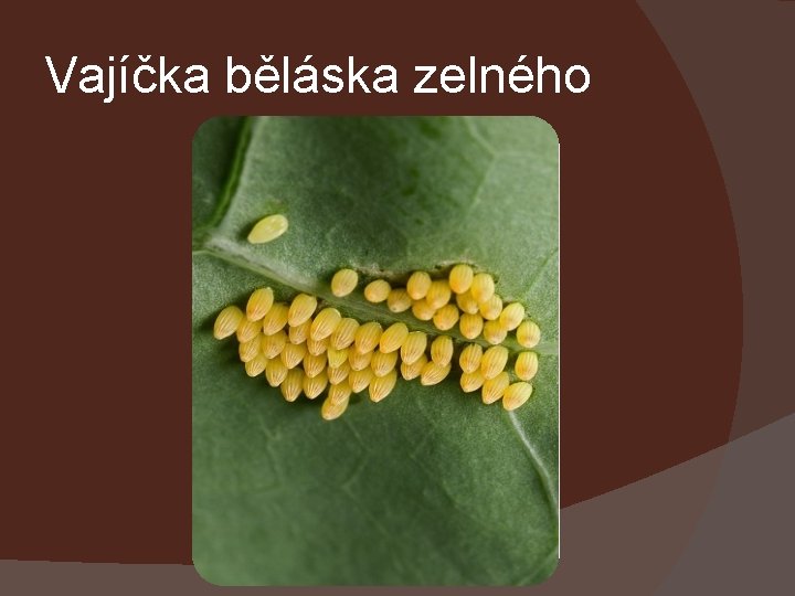 Vajíčka běláska zelného 