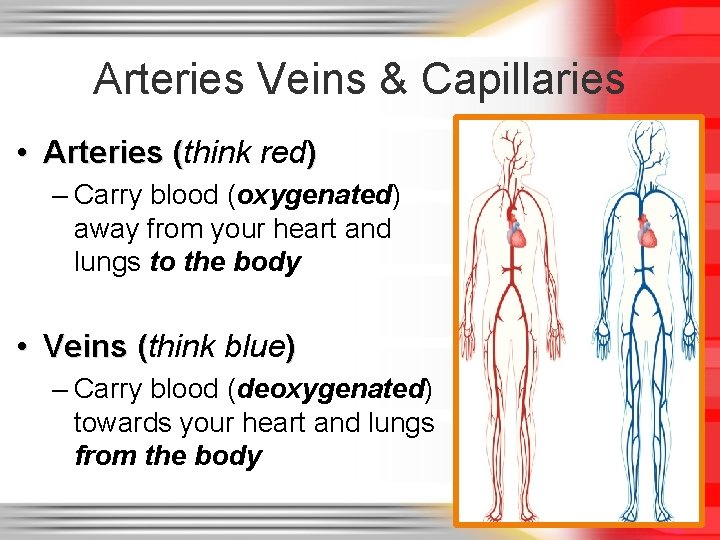Arteries Veins & Capillaries • Arteries (think red) ( – Carry blood (oxygenated) away Arteries Veins & Capillaries • Arteries (think red) ( – Carry blood (oxygenated) away
