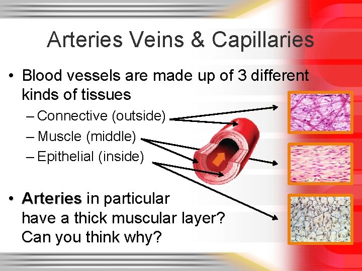 Arteries Veins & Capillaries • Blood vessels are made up of 3 different kinds Arteries Veins & Capillaries • Blood vessels are made up of 3 different kinds