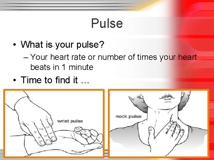 Pulse • What is your pulse? – Your heart rate or number of times Pulse • What is your pulse? – Your heart rate or number of times