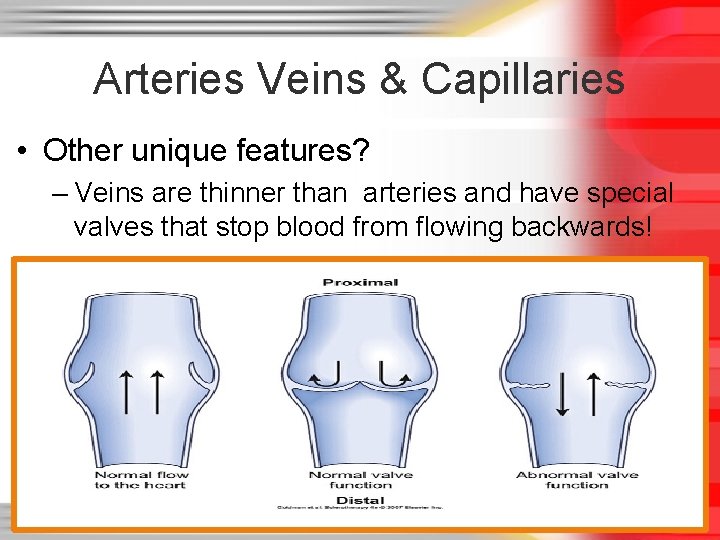 Arteries Veins & Capillaries • Other unique features? – Veins are thinner than arteries Arteries Veins & Capillaries • Other unique features? – Veins are thinner than arteries