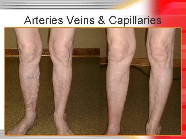 Arteries Veins & Capillaries Arteries Veins & Capillaries