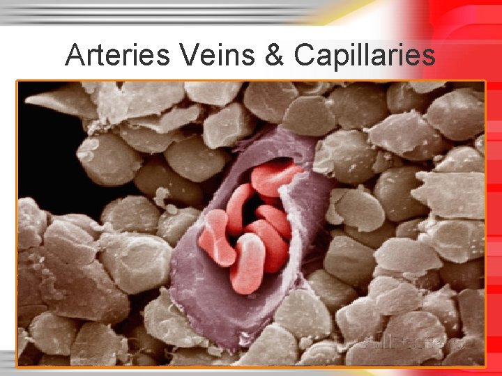 Arteries Veins & Capillaries Arteries Veins & Capillaries