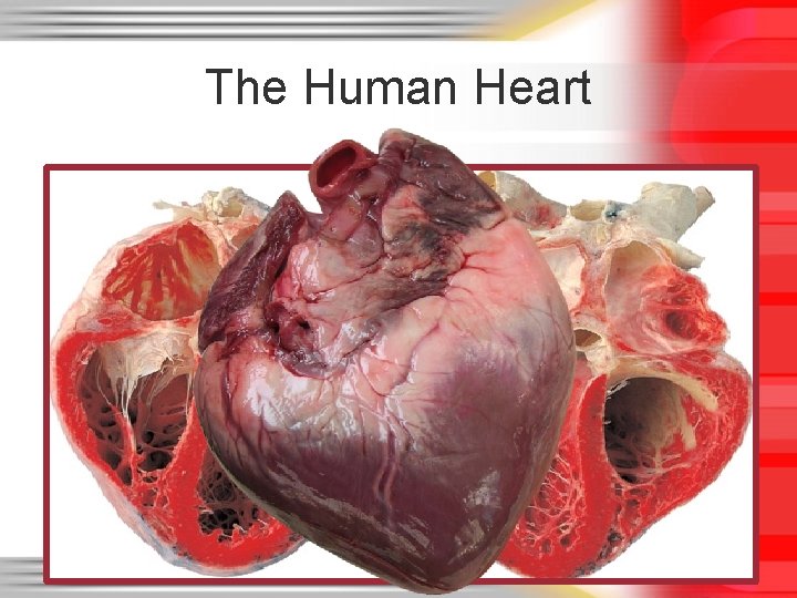 The Human Heart The Human Heart