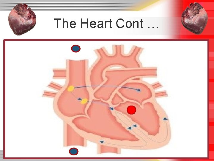 The Heart Cont … The Heart Cont …