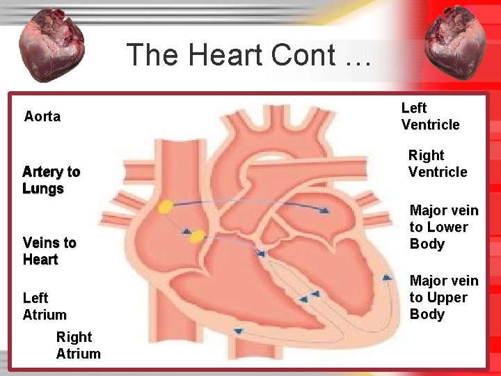 The Heart Cont … Aorta Artery to Lungs Veins to Heart Left Atrium Right The Heart Cont … Aorta Artery to Lungs Veins to Heart Left Atrium Right