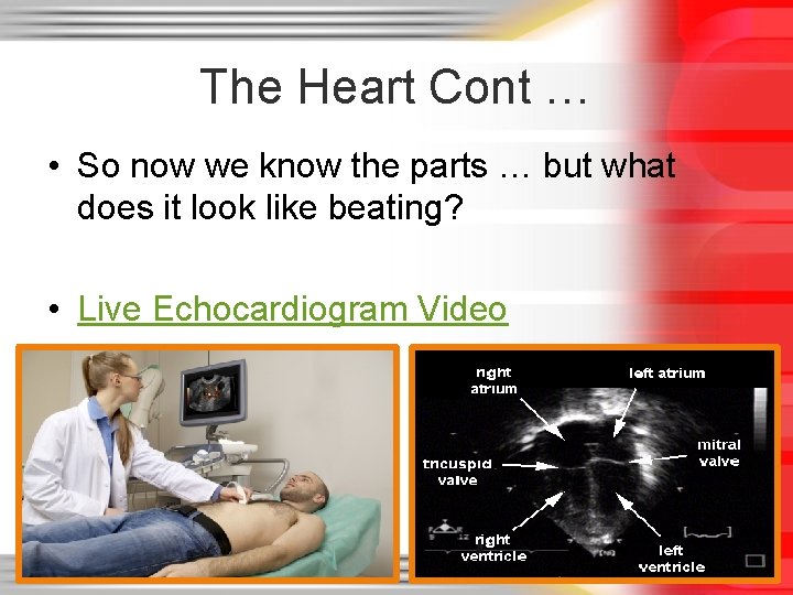 The Heart Cont … • So now we know the parts … but what The Heart Cont … • So now we know the parts … but what