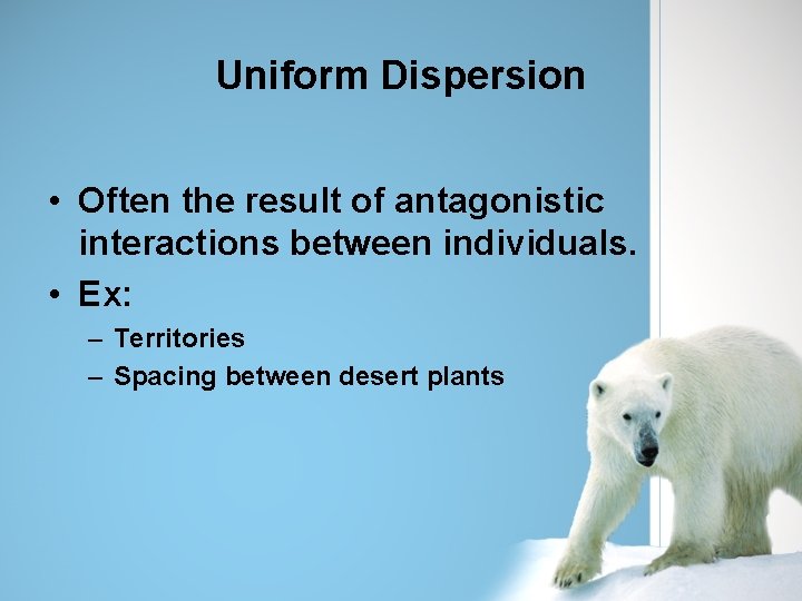 Uniform Dispersion • Often the result of antagonistic interactions between individuals. • Ex: –