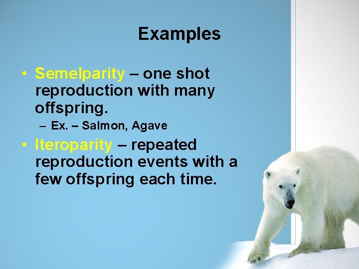 Examples • Semelparity – one shot reproduction with many offspring. – Ex. – Salmon,