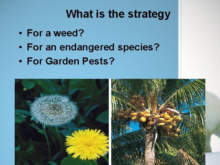What is the strategy • For a weed? • For an endangered species? •