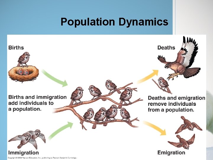 Population Dynamics 